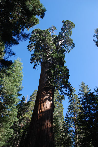 General Grant Tree, Kings Canyon National Park