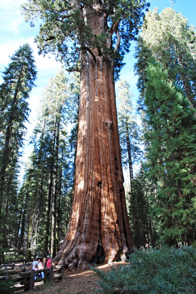 General Sherman Tree, Sequoia National Park