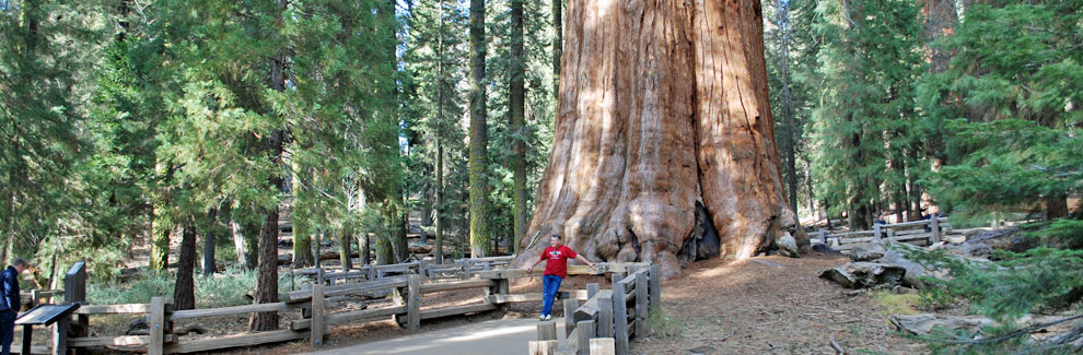 General Sherman tree, Sequoia National Park, California