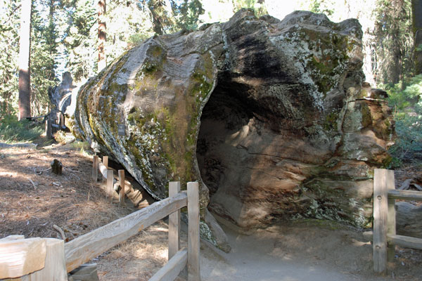 Fallen Monarch, Grant Grove, Kings Canyon National Park, California