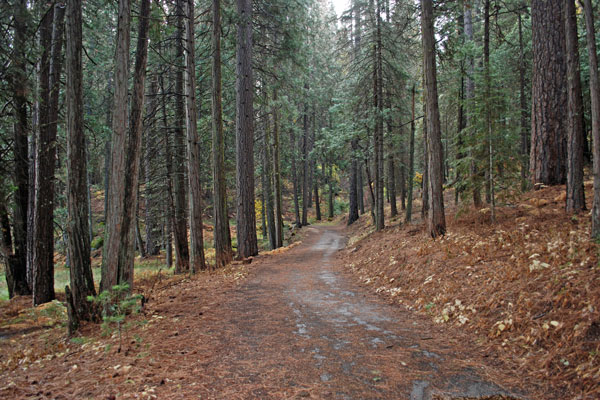 Meadow Loop Trail, Wawona, Yosemite National Park