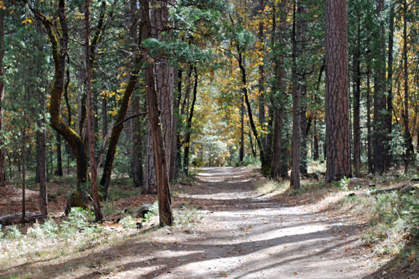 Swinging Bridge trail, Wawona, Yosemite National Park, California