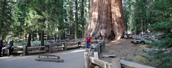 General Sherman Tree, Sequoia National Park