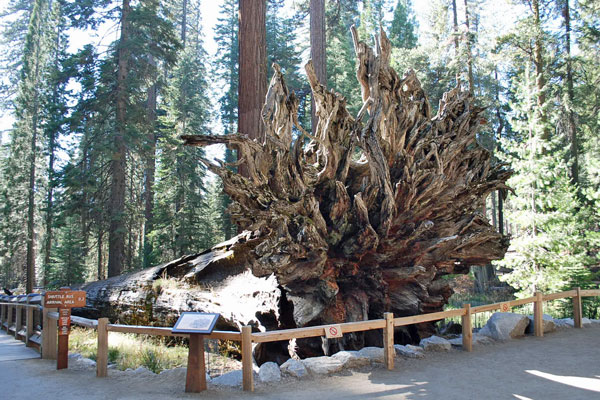 Fallen Monarch, Mariposa Grove, Yosemite National Park