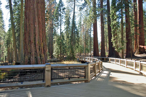 Mariposa Grove,  Yosemite National Park, California