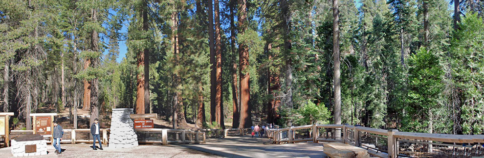 Mariposa Grove, Yosemite National Park, CA